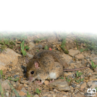 گونه موش صحرایی هیرکانی Hyrcanian Filed Mouse